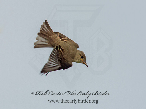Empidonax traillii TRAILL'S FLYCATCHER 9002218