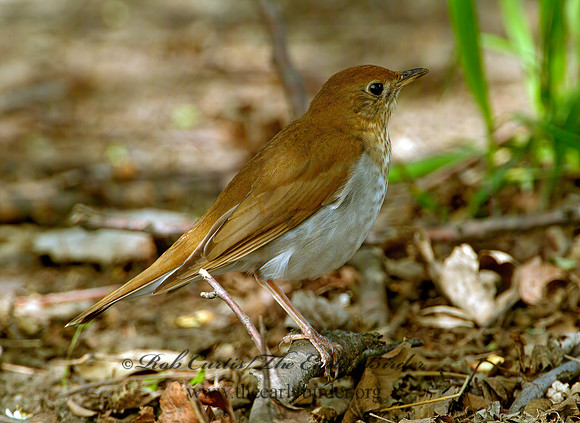 Catharus fuscescens  VEERY 4000230z