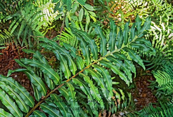 Blechnum serrulatum  SWAMP FERN 273217z