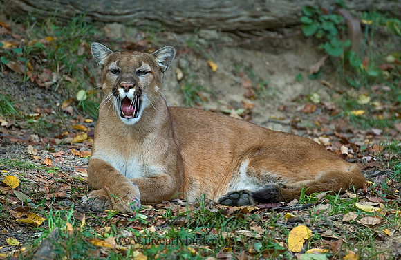 Puma concolor  COUGAR 5002946z