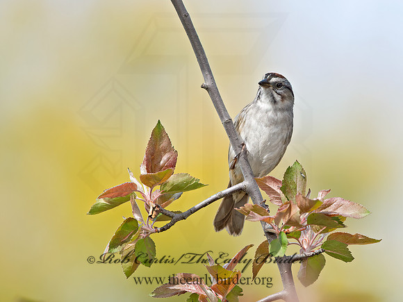 Melospiza georgiana  SWAMP SPARROW 9043015z