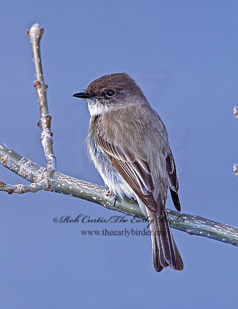 Sayornis phoebe  EASTERN PHOEBE 297226z