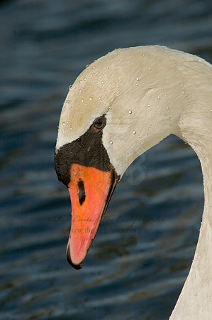 Cygnus olor  MUTE SWAN 5018397