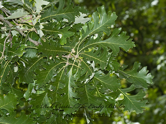 Quercus macrocarpa  BUR OAK 5009100z
