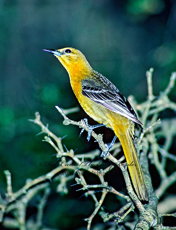 Icterus cucullatus  HOODED ORIOLE 89805z