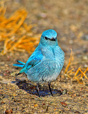 Sialia currucoides  MOUNTAIN BLUEBIRD  103021z