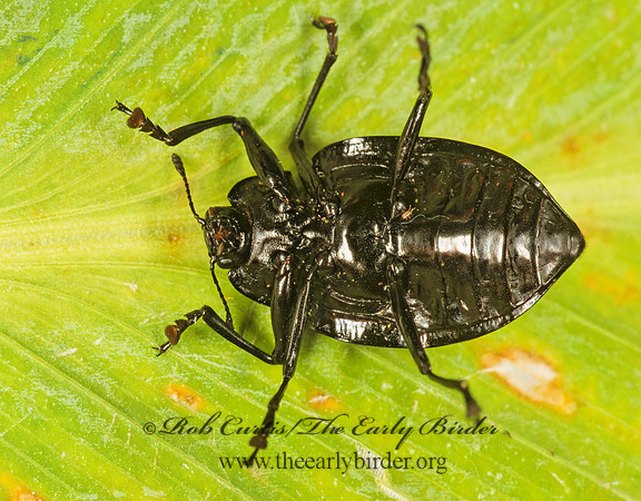 Cypherotylus costaricensis 202729z