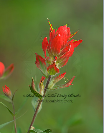 Castilleja miniata  GREAT RED INDIAN PAINTBRUSH 6027451z