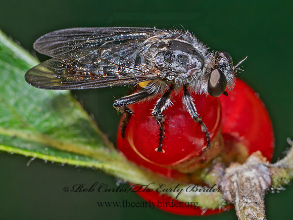 Heteropogon macerinus BRACHYRHOPINAE ROBBER FLY 9090435a