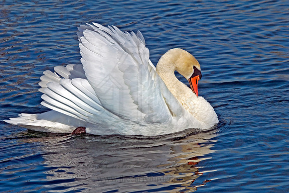 Cygnus olor  MUTE SWAN 6000662