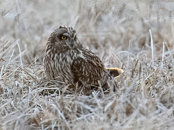 Asio flammeus  SHORT-EARED OWL 9075352Z
