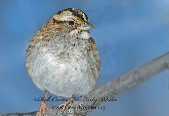 Zonotrichia albicollis  WHITE-THROATED SPARROW 5017425z