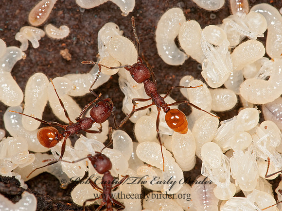 Aphaenogaster tennesseensis  SPINE-WAISTED ANT 3015614z