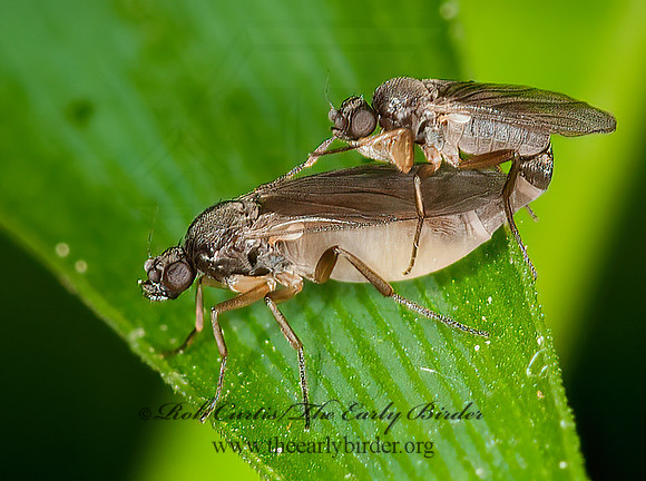 Gymnophora luteiventris  SCUTTLE FLY 3013621z