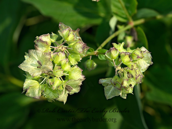 Mirabilis nyctaginea  WILD FOUR O'CLOCK 9053530z