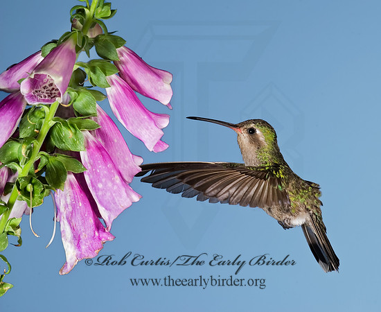 Cyanthus latirostris  BROAD-BILLED HUMMINGBIRD 6025842 -