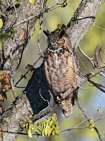 Bubo virginianus  GREAT HORNED OWL 9076264Z