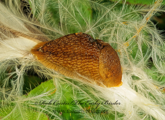 Arion subfuscus 177613z