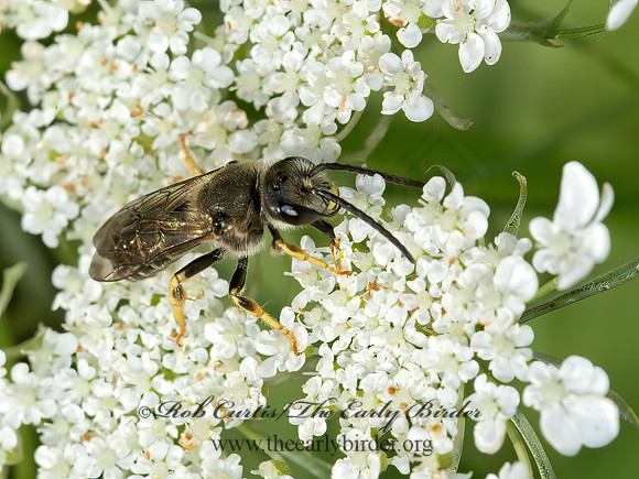 Halictus rubicundus 9013761 z