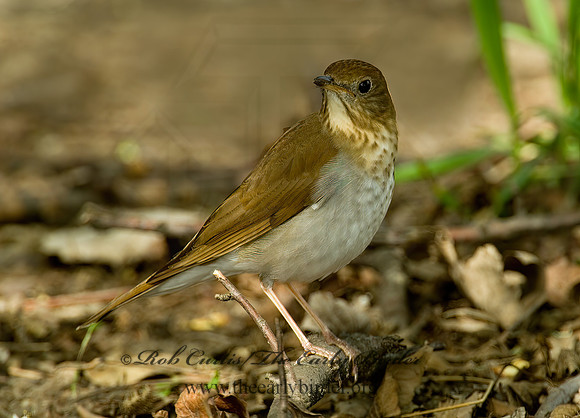 Catharus fuscescens  VEERY 4000229z