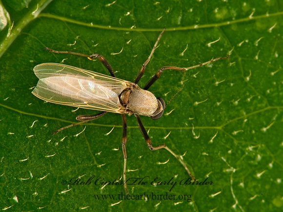 Sphaeromias longipennis  BITING MIDGE 8005205z