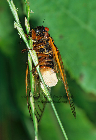 Magicicada septendecim  17-YEAR CICADA 41625z