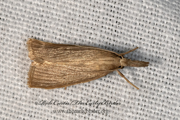 Crambinae CRAMBID SNOUT MOTH 3028378z