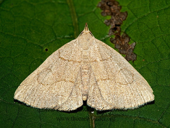 Zanclognatha pedipilalis GRAYISH ZANCLOGNATHA 8026037z