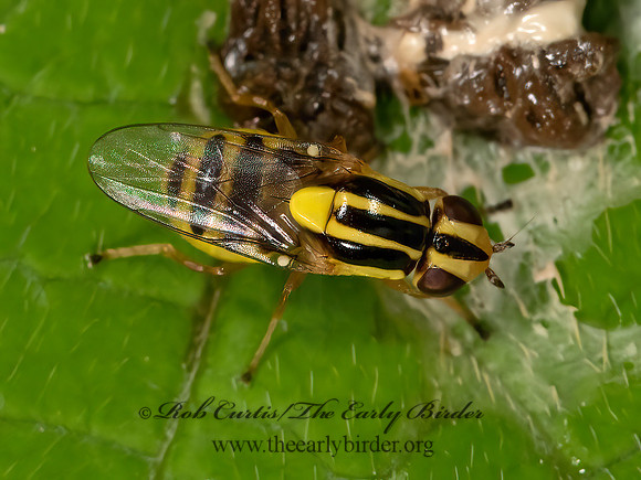 Thaumatomyia glabra  FRIT FLY 3022729z