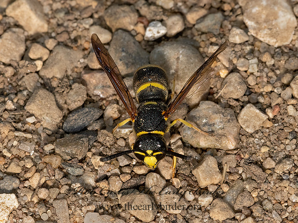 Euodynerus foraminatus  POTTER WASP 3023088z