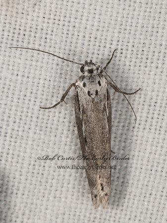 Ethmia  DEPRESSARIID MOTH 3037968z