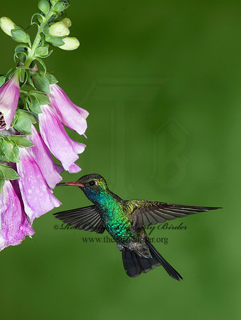 Cyanthus latirostris  BROAD-BILLED HUMMINGBIRD 6025772