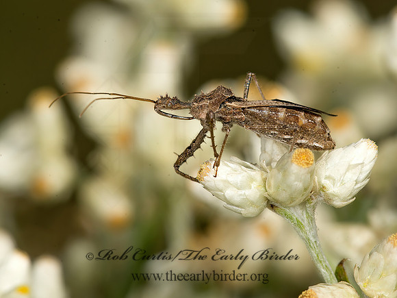 Sinea diadema  SPINED ASSASSIN BUG 9041133z