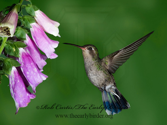 Cyanthus latirostris  BROAD-BILLED HUMMINGBIRD 6025681-
