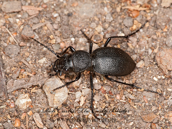 Omus californicus  NIGHT-STALKING TIGER BEETLE 8037201z