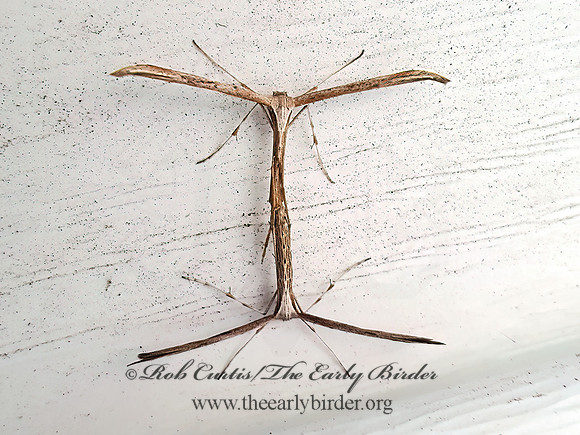 Emmelina monodactyla MORNING-GLORY PLUME MOTH 2001540z
