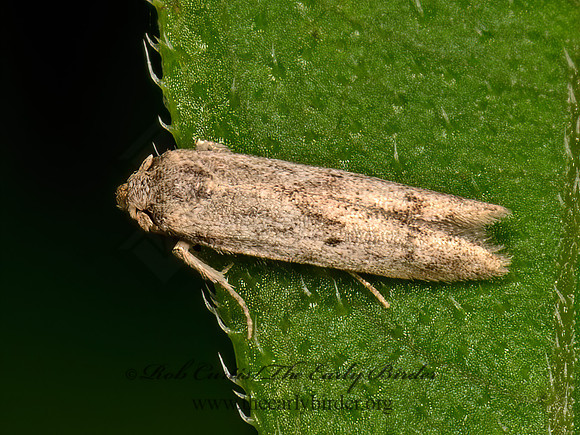 Blastobasinae  SCAVENGER MOTH 9069063z