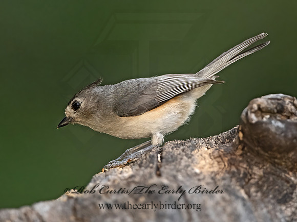 Baeolophus atricristatus  BLACK-CRESTED TITMOUSE 3035456z