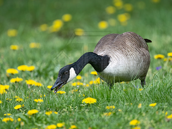 Branta canadensis  CANADA GOOSE 9076739z-