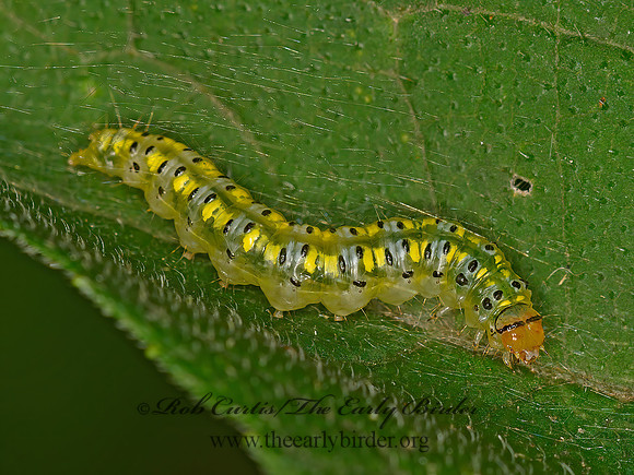 Hahncappsia neobliteralis  CRAMBID SNOUT MOTH 1304741z