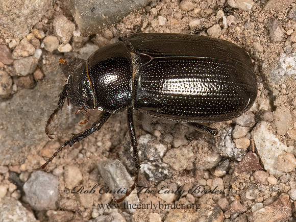 Diplotaxis belfragei  DARK JUNE BEETLE 3037962z