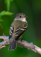 Empidonax traillii TRAILL'S FLYCATCHER 9001729