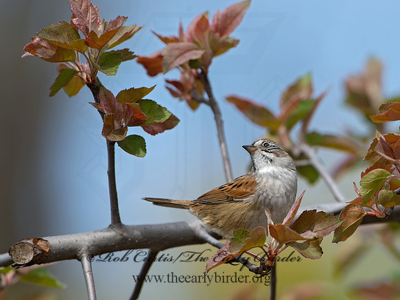 Melospiza georgiana  SWAMP SPARROW 9042951z