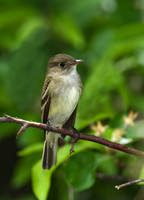 Empidonax traillii TRAILL'S FLYCATCHER 9002218