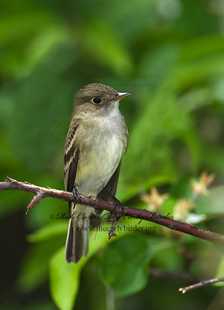 Empidonax traillii TRAILL'S FLYCATCHER 9002218