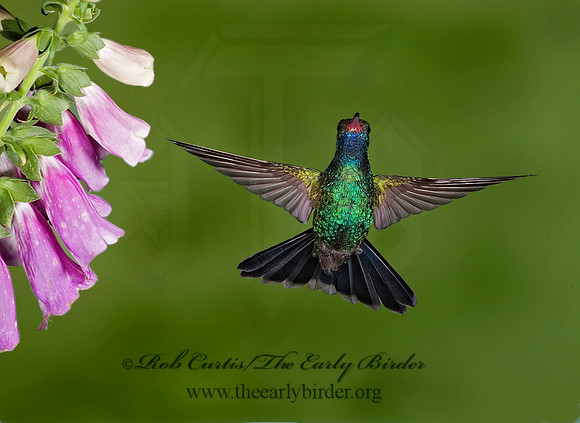 Cyanthus latirostris  BROAD-BILLED HUMMINGBIRD 6025636