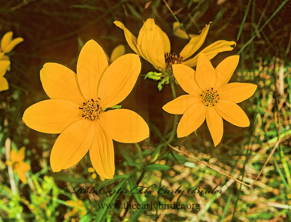 Bidens polylepis  BEGGARTICK 114621z
