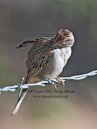 Peucaea carpalis  RUFOUS-WINGED SPARROW 7007811z