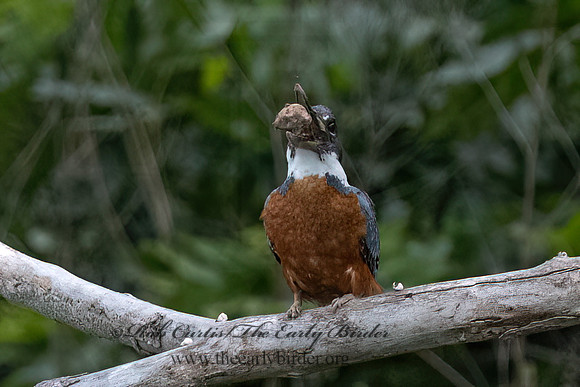 Ceryle torquata  RINGED KINGFISHER 3036080z