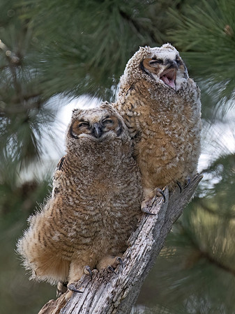 Bubo virginianus  GREAT HORNED OWL 9076502Z